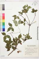 登錄號:S150292藏品圖，第1張