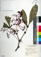 臺灣野牡丹藤藏品圖，第1張