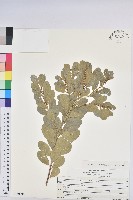 登錄號:S150401藏品圖，第1張