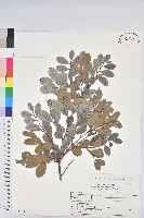 倒卵葉算盤子藏品圖，第1張