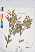 登錄號:S150490藏品圖，第1張