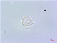 短角冷水麻藏品圖，第1張