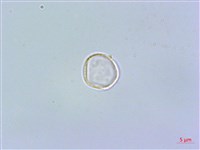 短角冷水麻藏品圖，第2張