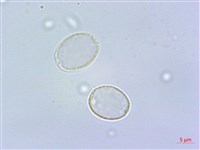 短角冷水麻藏品圖，第3張