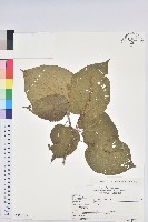 臺灣山麻桿，厚柱山麻桿藏品圖，第1張