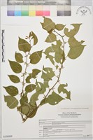 亞洲濱棗藏品圖，第1張