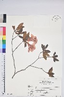 登錄號:S150529藏品圖，第1張