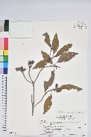 火紅杜鵑藏品圖，第1張