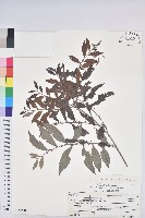 裡白饅頭果藏品圖，第1張