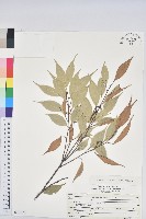 登錄號:S150550藏品圖，第1張