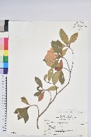 大武杜鵑藏品圖，第1張