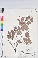 大葉越橘、來特氏越橘藏品圖，第1張