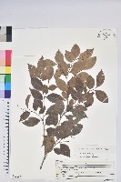 米飯花藏品圖，第1張