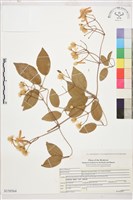 登錄號:S150564藏品圖，第1張