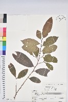 刺杜密藏品圖，第1張