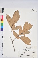 登錄號:S150605藏品圖，第1張