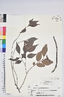 米飯花藏品圖，第1張