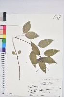 山靛藏品圖，第1張