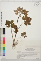 登錄號:S150664藏品圖，第1張