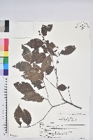 米飯花藏品圖，第1張