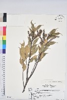 登錄號:S150681藏品圖，第1張