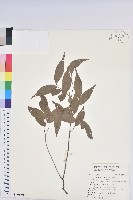 巒大越橘藏品圖，第1張