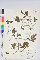 金毛杜鵑藏品圖，第1張