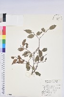 巒大越橘藏品圖，第1張