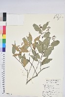 長尾栲、長尾柯、長尾尖葉櫧藏品圖，第1張