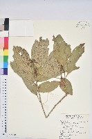 大葉石櫟、大葉校栗藏品圖，第1張