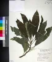 山枇杷、臺灣枇杷藏品圖，第1張