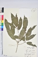 狹葉櫟藏品圖，第1張