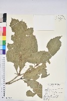 大葉石櫟、大葉校栗藏品圖，第1張