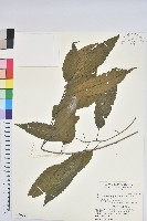 狹葉櫟藏品圖，第1張