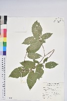 南燭藏品圖，第1張