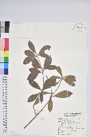 臺灣馬醉木藏品圖，第1張