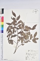巒大越橘藏品圖，第1張