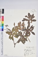 臺灣馬醉木藏品圖，第1張