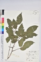 南燭藏品圖，第1張