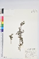 紅毛杜鵑藏品圖，第1張