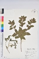 金毛杜鵑藏品圖，第1張