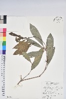 鹿角杜鵑、西施花、青紫木藏品圖，第1張