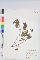 金毛杜鵑藏品圖，第1張