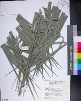 台灣海棗藏品圖，第1張