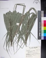 台灣海棗藏品圖，第1張