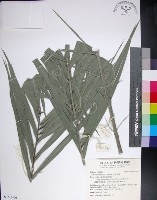 台灣海棗藏品圖，第1張