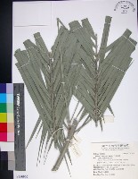 台灣海棗藏品圖，第1張