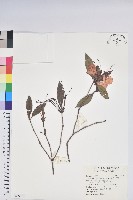 西施花、青紫木藏品圖，第1張