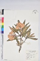 臺灣杜鵑藏品圖，第1張