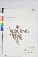 凹葉越橘藏品圖，第1張